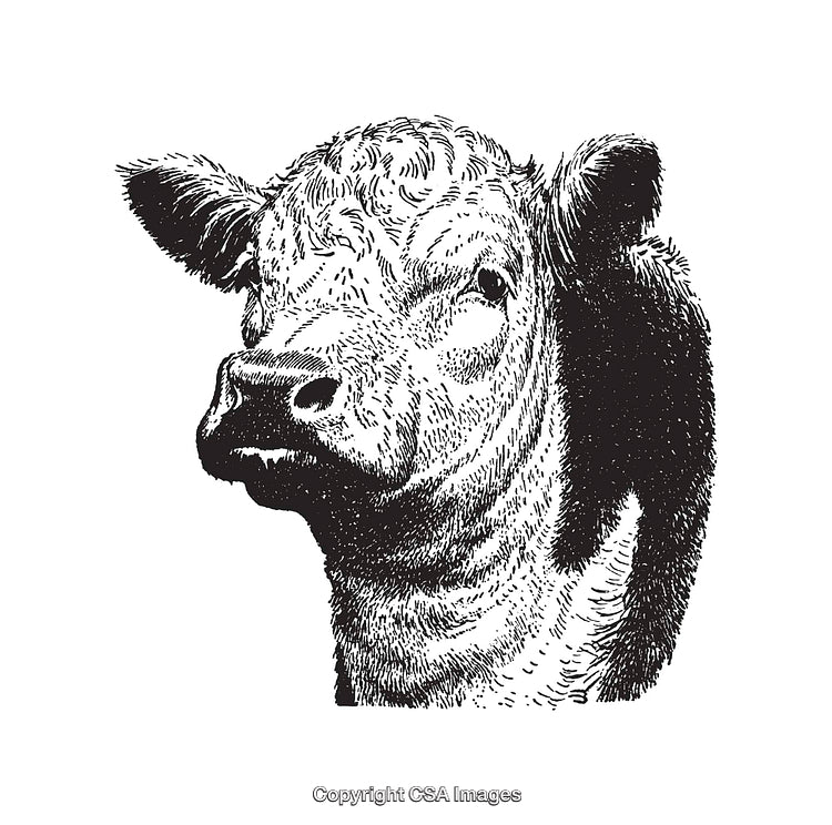 Hand-Drawn Black and White Line Art Illustration of a Cow's Head