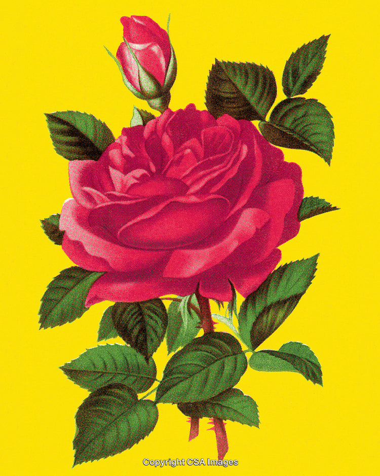 Vibrant Pink Rose and Bud with Green Leaves on Bright Yellow Background