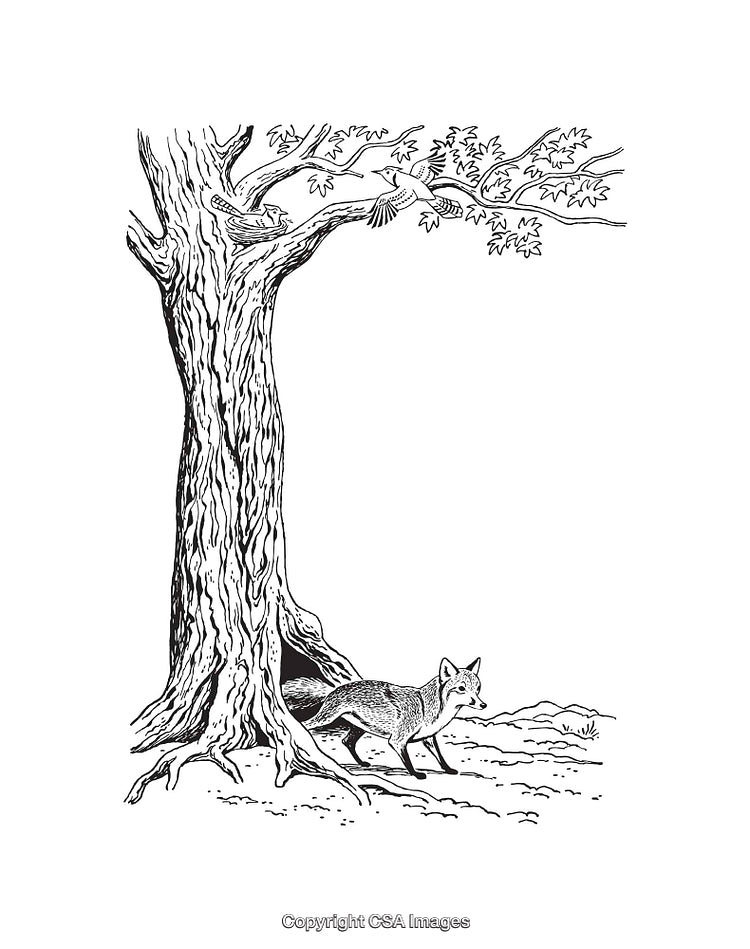 Detailed Black and White Illustration of Fox and Tree with Bird