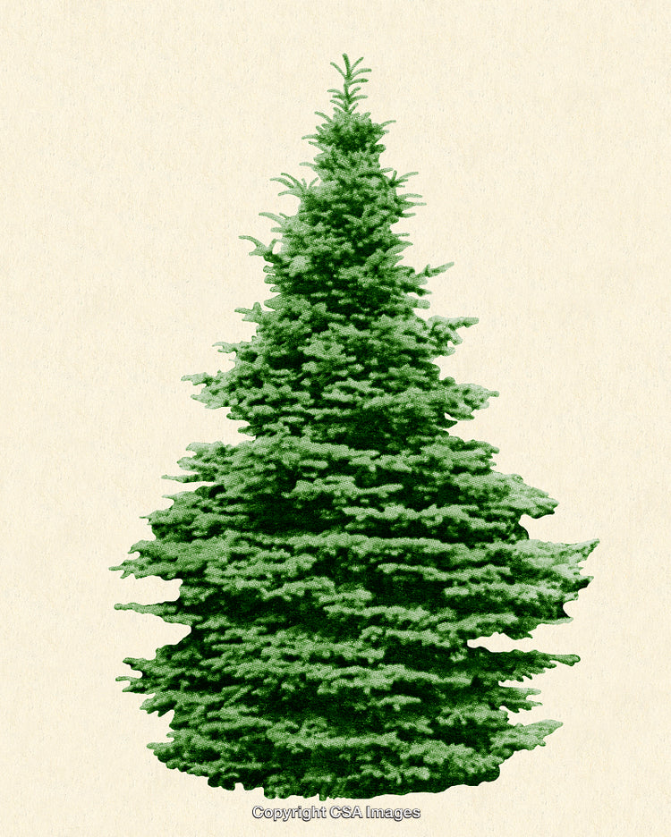 Vintage-Style Illustration of a Lush Green Conifer Tree