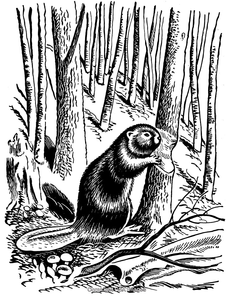 Detailed Black and White Engraving of a Forest Scene with a Beaver