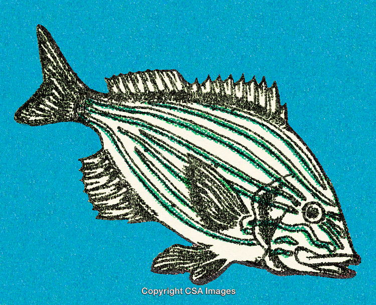 Detailed Illustration of a Striped Fish on a Vibrant Blue Background