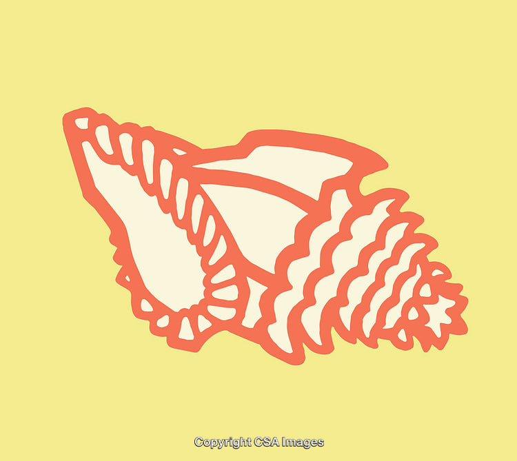 Colorful Line Art Illustration of a Sea Shell with Vibrant Contrast