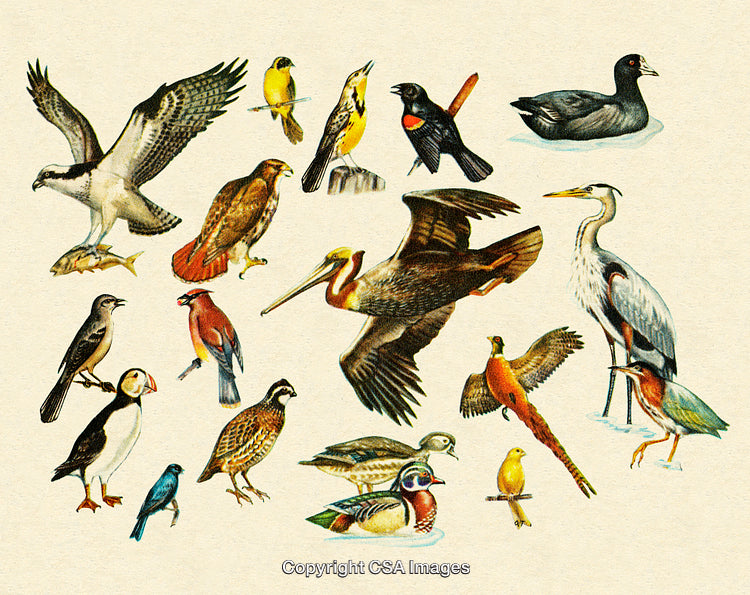 Vintage Illustration of Various Bird Species in Detailed Natural Poses