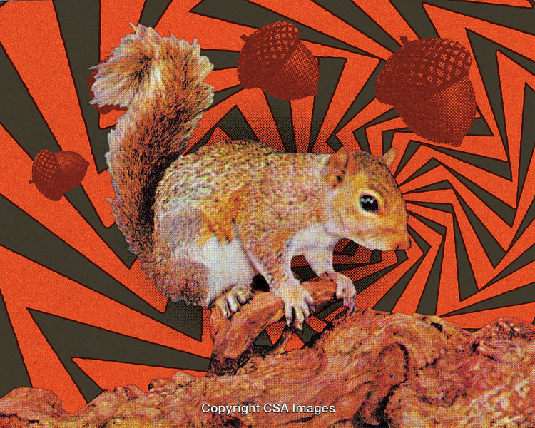 Vibrant Artistic Collage Featuring A Squirrel With Psychedelic Elements And Acorn Motifs