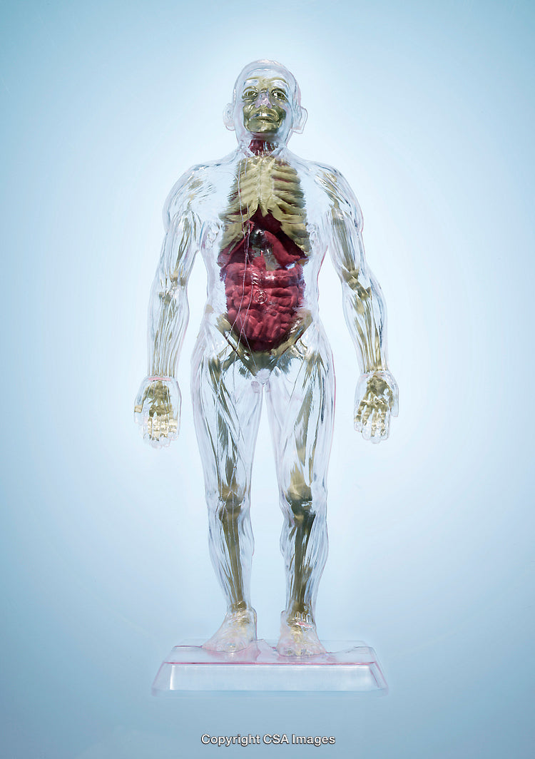 Transparent Human Anatomy Model Showing Internal Organs and Skeleton