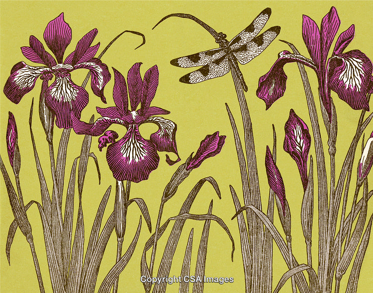 Hand-Drawn Botanical Illustration of Irises and Dragonfly on Yellow Background