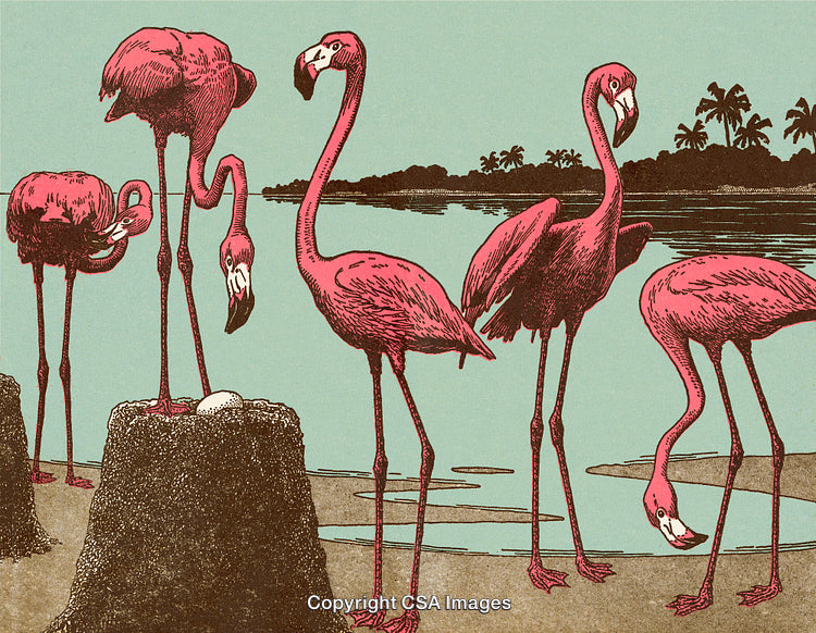 Vintage Illustration of Flamingos in a Peaceful Tropical Wetland Scene