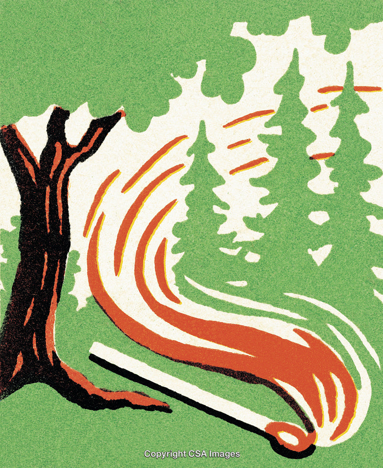 Forest Fire