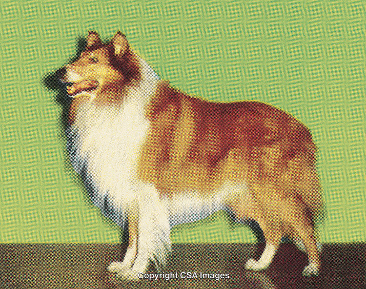 Stylized Portrait of a Collie Dog Against Green Background