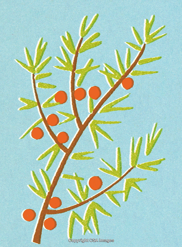 Illustrative Drawing of a Branch With Orange Berries Against Blue Background