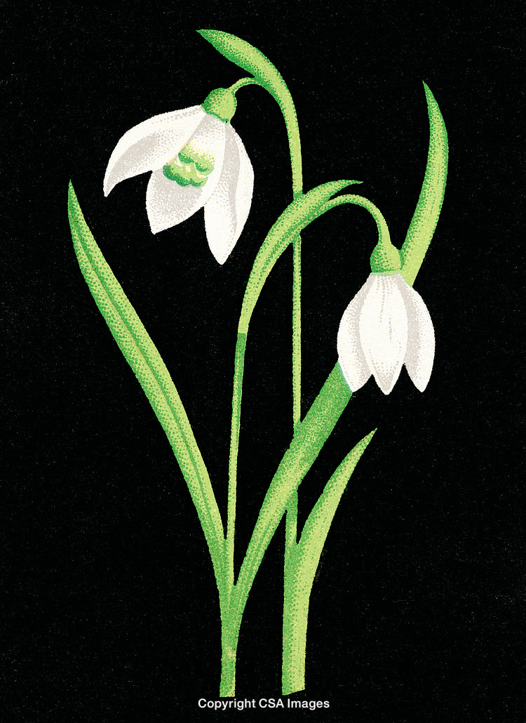 Illustration of Snowdrop Flowers on Black Background for Botanical and Floral Designs