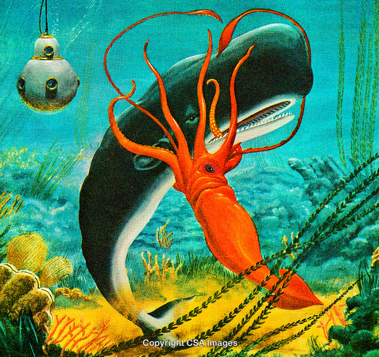 A Dramatic Encounter Between a Sperm Whale and a Giant Squid Underwater