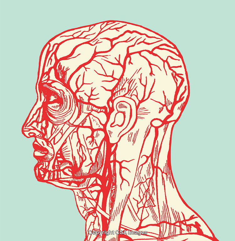 Colorful Line Art Illustration of Human Anatomy with Red Blood Vessels