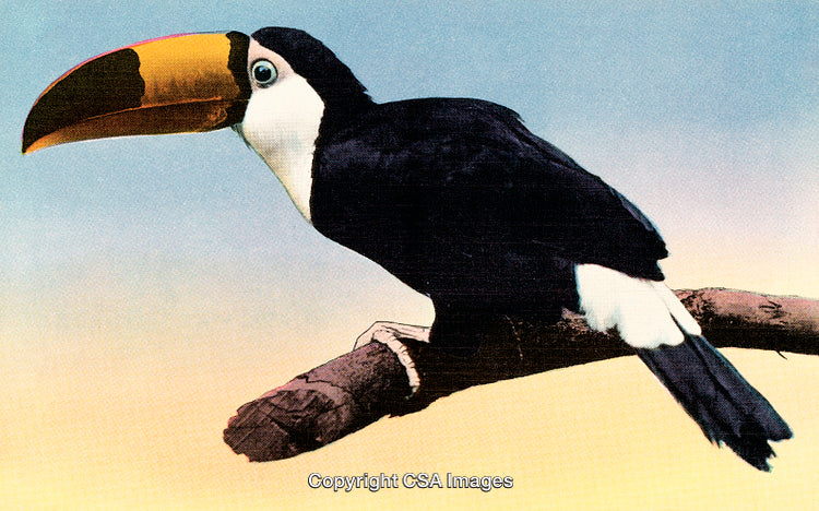 Colorful Toucan Perched on a Branch Against Gradual Sky