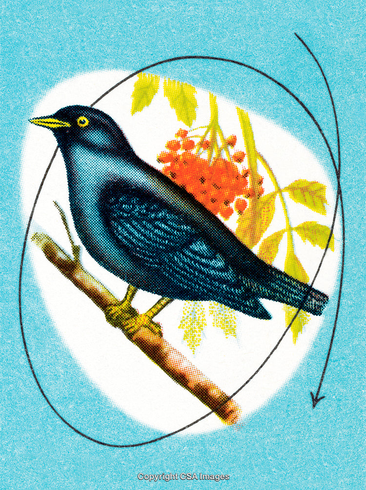 Vintage Illustration of a Bird Perched on a Branch With Bright Autumn Leaves