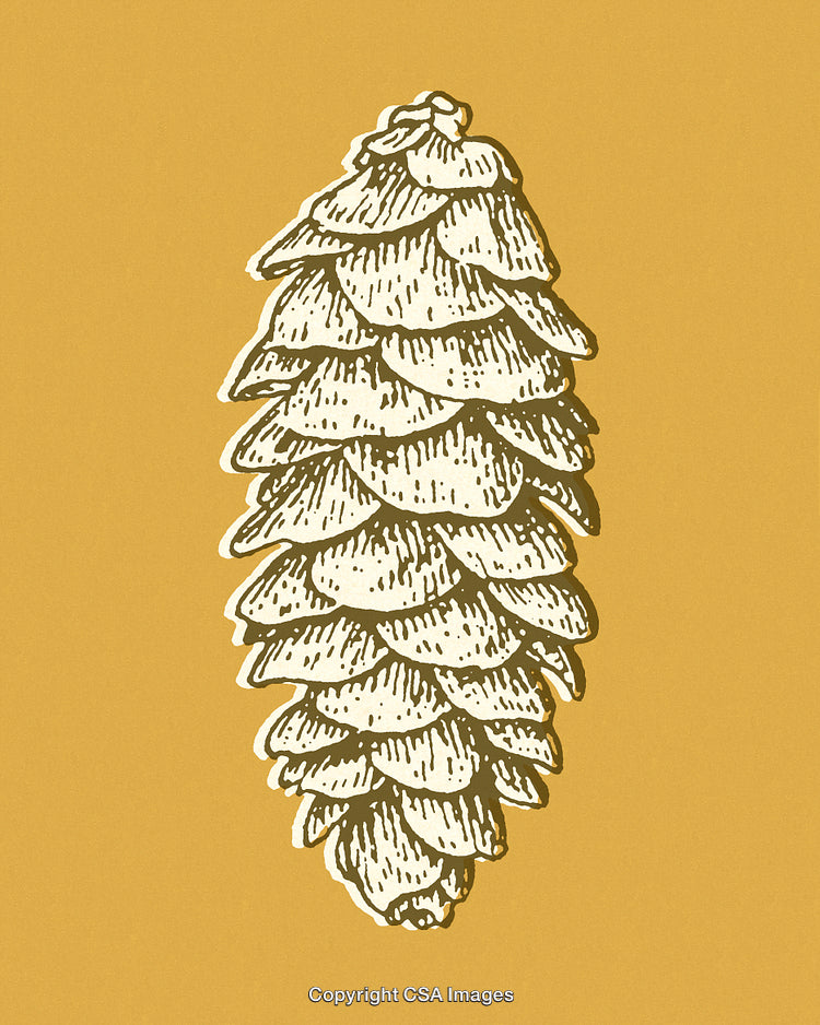 Hand-Drawn Pine Cone Illustration on a Yellow Background