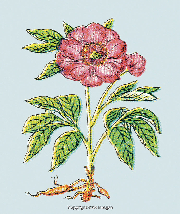 Red Flower