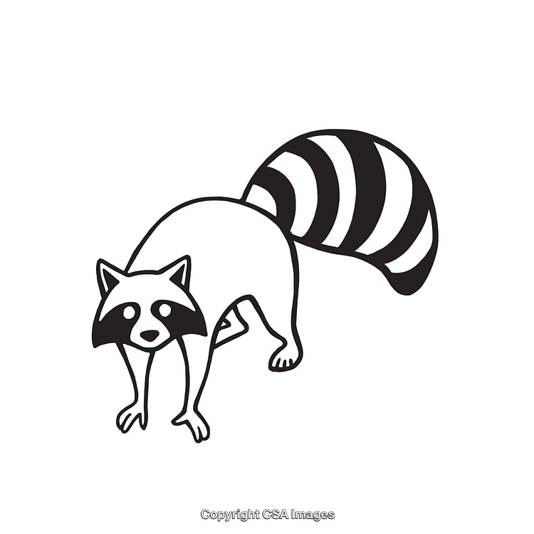 Black And White Line Art Illustration of a Standing Raccoon