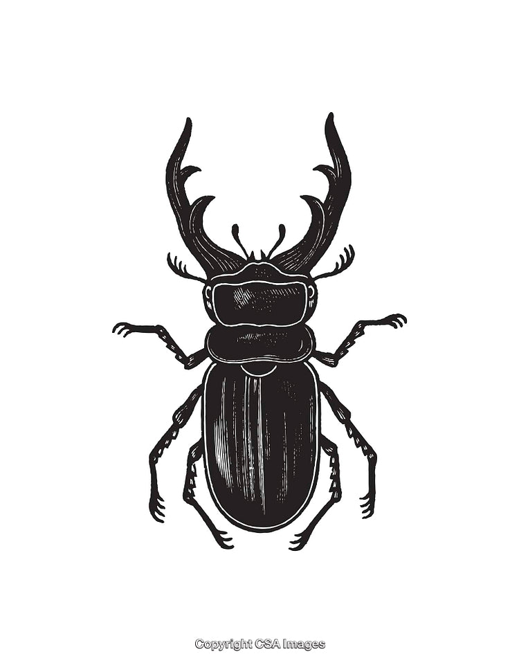 Black and White Line Art Illustration of a Stag Beetle