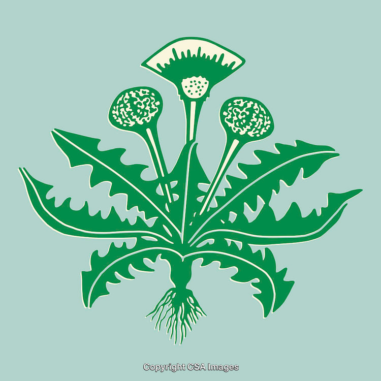 Green Stylized Dandelion Illustration on a Blue Background