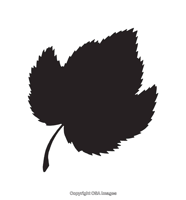 Black Silhouette of a Leaf on a White Background