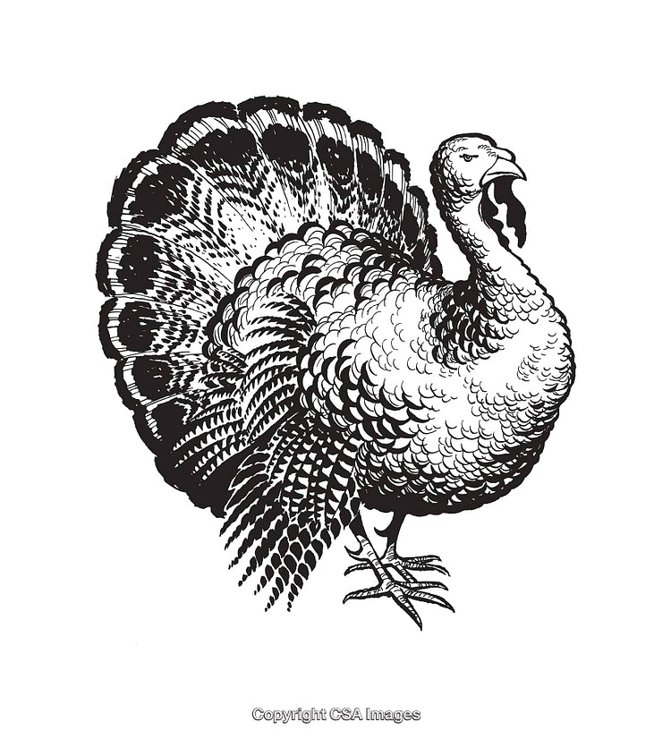Detailed Black and White Illustration of a Turkey with Bold Feathers