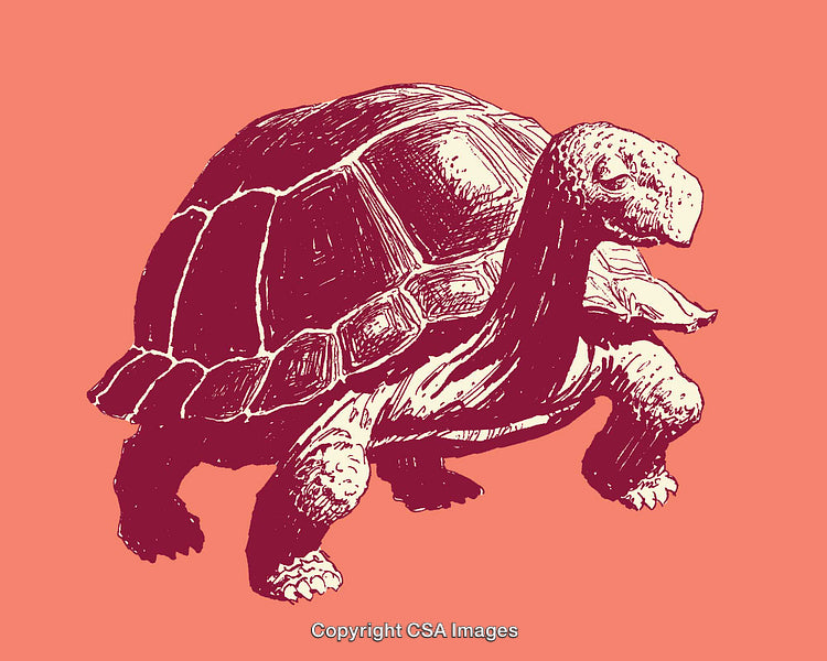Vintage Line Art Illustration of a Tortoise in Detailed Style