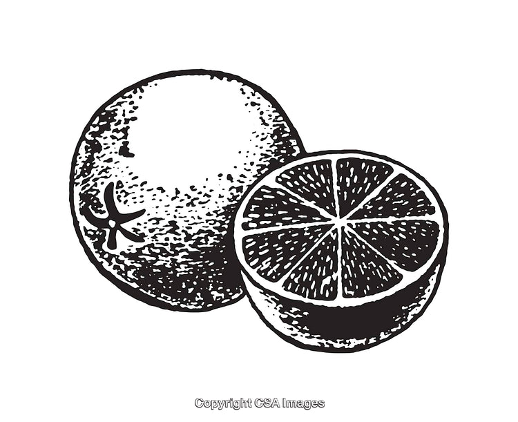 Black and White Line Art of Whole and Cut Citrus Fruit