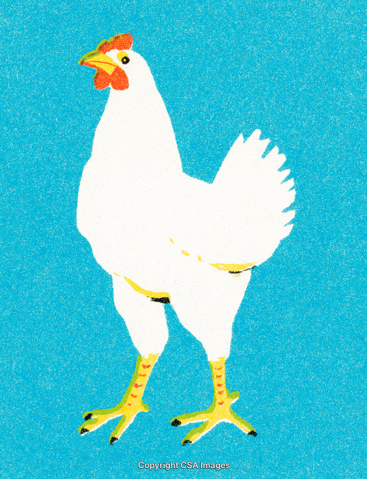 Illustration of a White Chicken on a Bright Blue Background