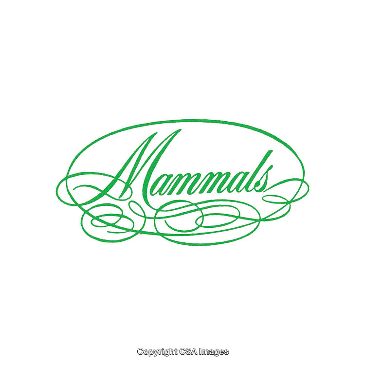 Elegant Green Script Word Art Featuring Decorative Calligraphy Design