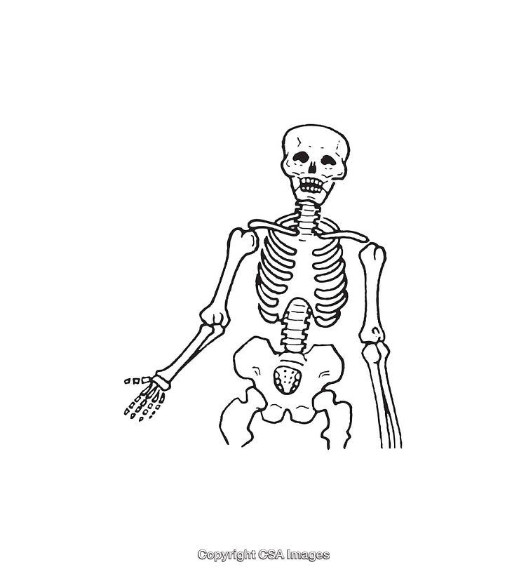 Black and White Line Art Illustration of a Human Skeleton Front View