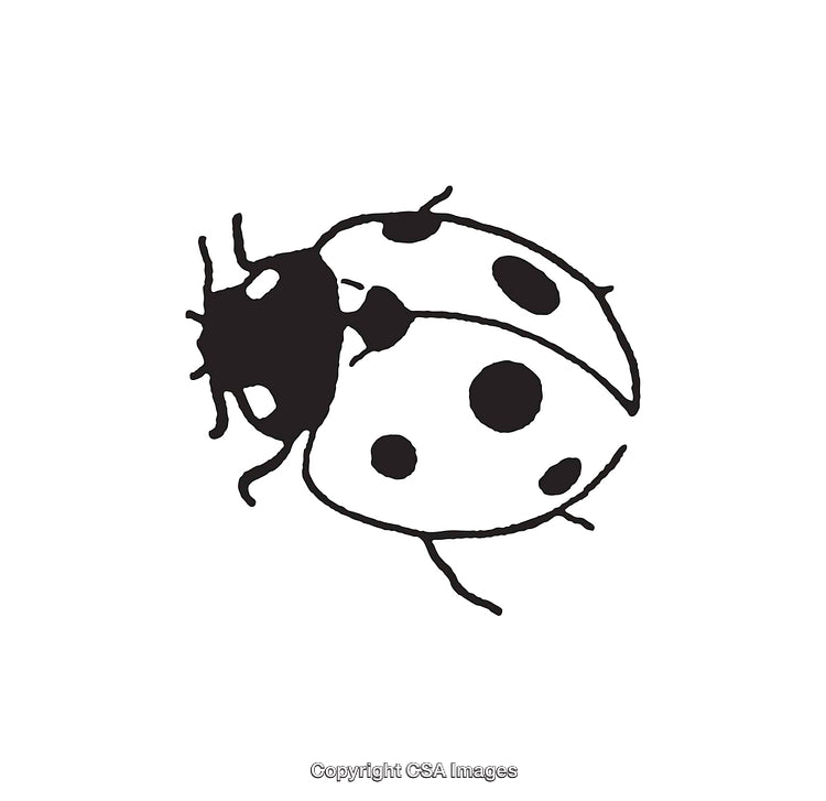 Black and White Line Art of a Ladybug Illustration
