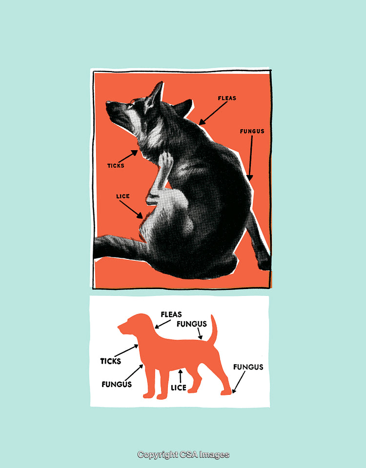 Illustration of Dog Highlighting Parasites and Health Issues on Colorful Background