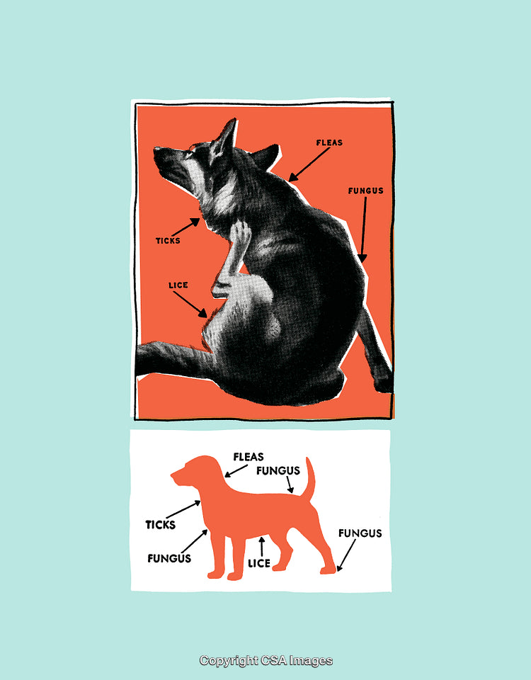 Illustration of Dog Highlighting Parasites and Health Issues on Colorful Background