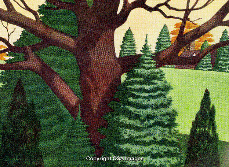 Majestic Forest Scene Featuring Tall Trees and Serene Natural Ambiance