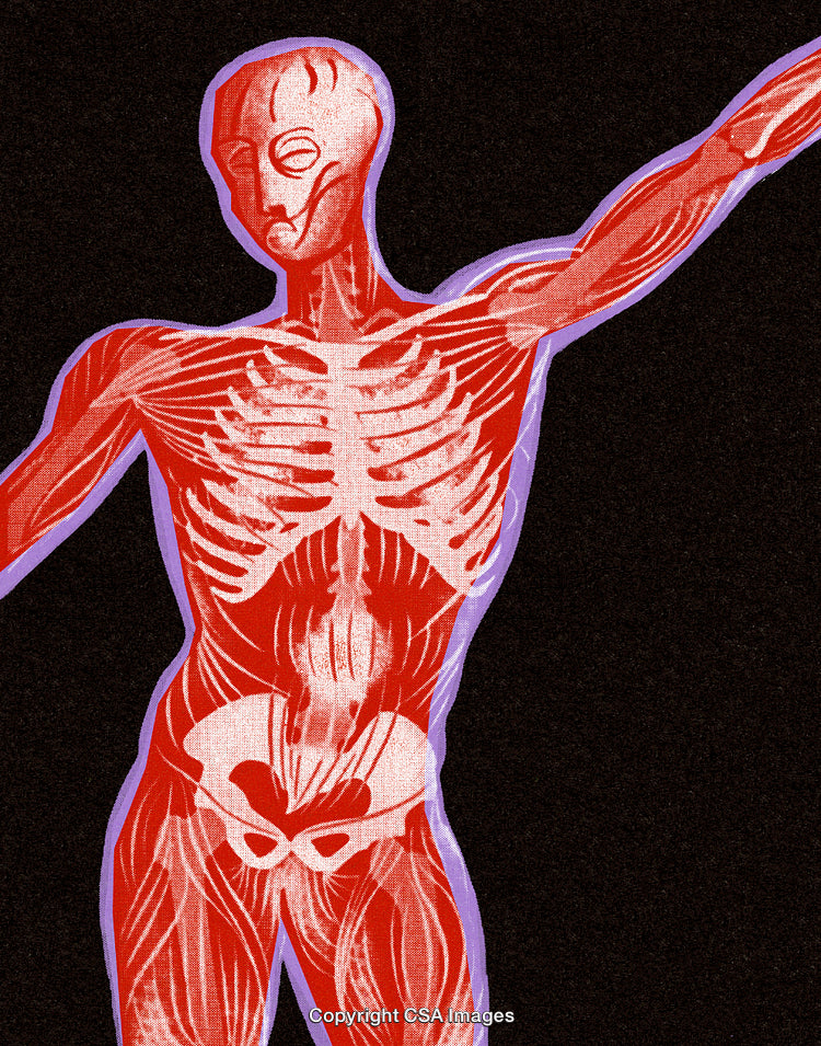 Artistic Depiction of Human Anatomy Structure with Muscles and Bone Details