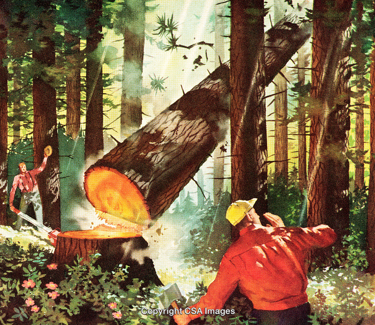 Lumberjacks Cutting Down Trees in a Dense Forest with a Chainsaw