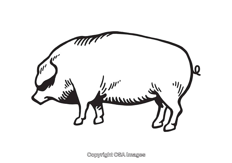 Black and White Line Art Illustration of a Standing Pig