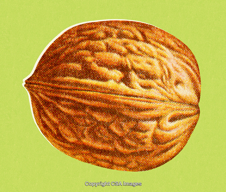 Close-Up of a Walnut on Vibrant Green Background