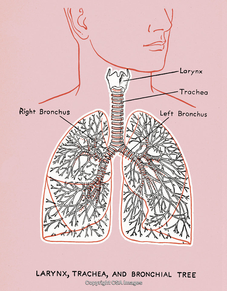 Lung Diagram