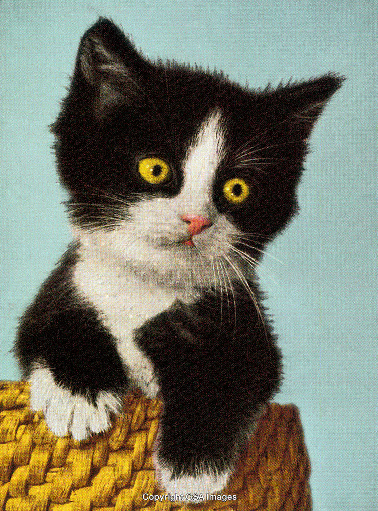 Adorable Black and White Kitten Resting on a Yellow Woven Basket