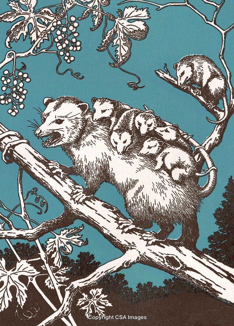 Mother Opossum Caring for Babies on a Tree in a Nature Scene