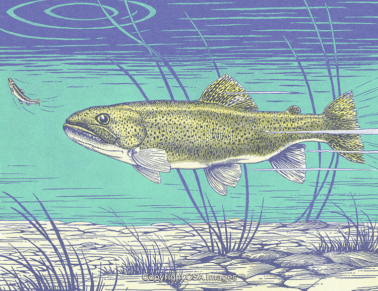 Detailed Illustration of a Fish in a Serene Underwater Environment