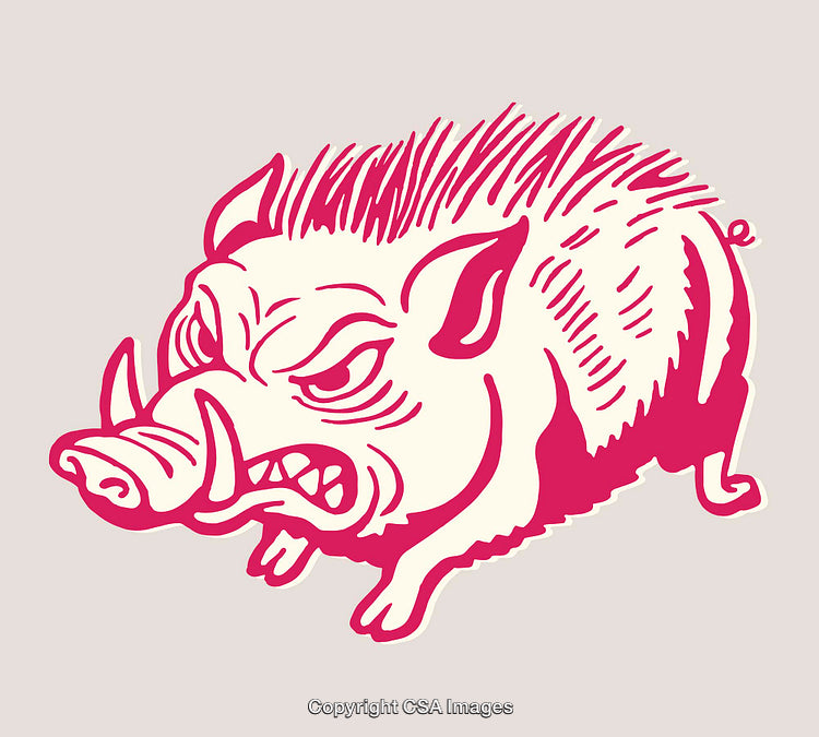 Illustrated Wild Boar in Vivid Colorful Line Art Style