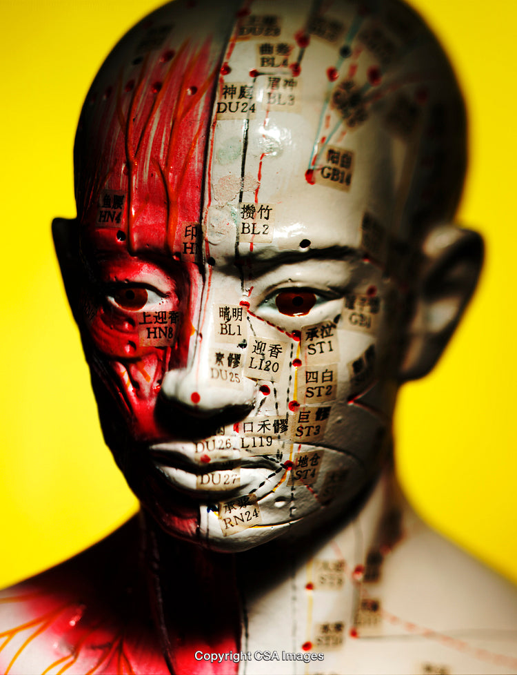 Close-Up of an Acupuncture Model with Anatomical Markings on Bright Background