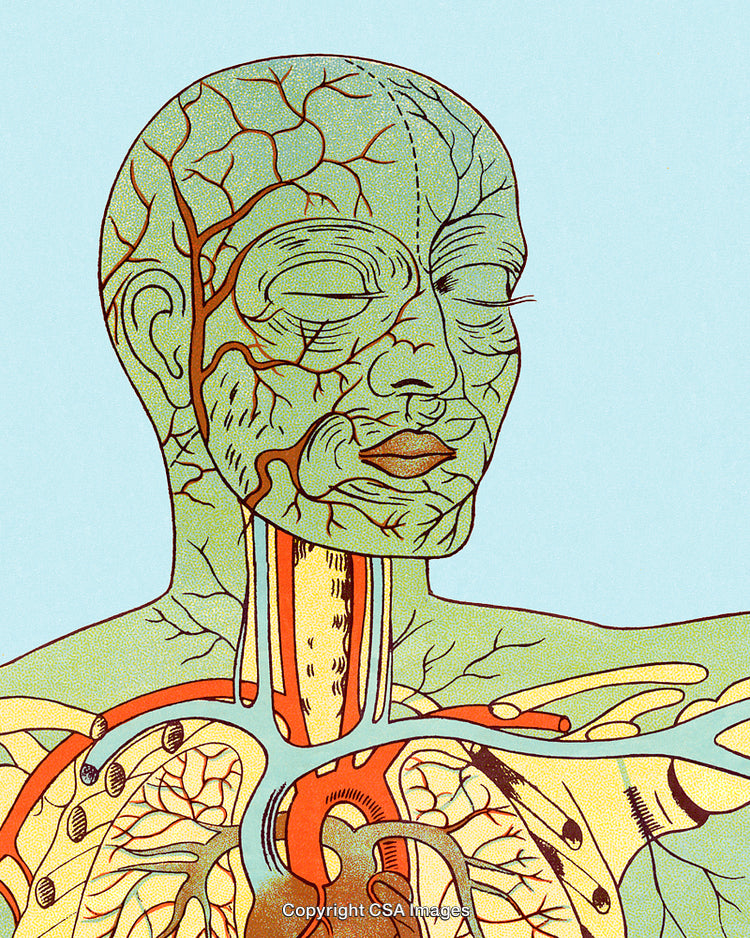 Illustrated Anatomical Diagram of Human Body with Focus on Circulatory System