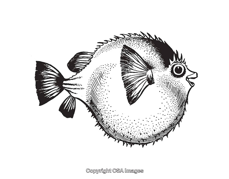 Black and White Illustration of a Puffer Fish in Line Art Style