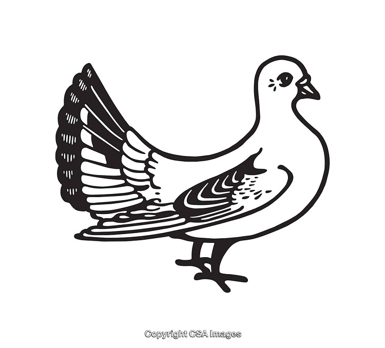 Black and White Line Art of a Graceful Dove in Profile