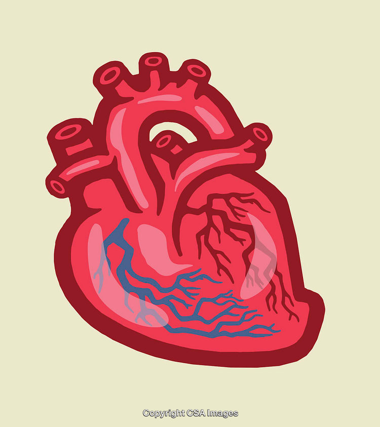 Illustrated Colorful Anatomical Heart Depiction with Veins and Arteries in Line Art